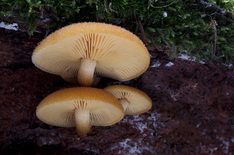 Tricholomopsis decora